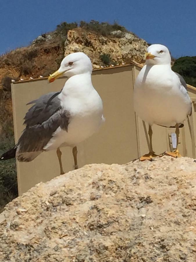 Apartment In Algarve,Vilamoura Esterno foto